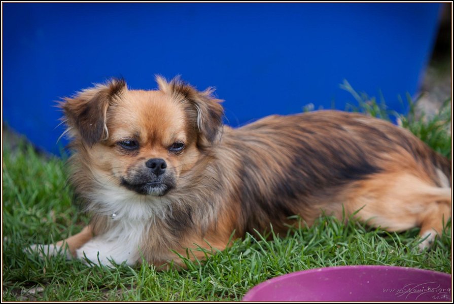 Asbach Fohlenshow 2014 004